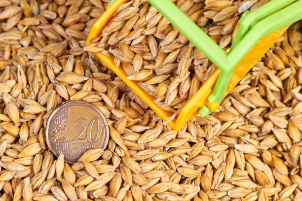 قیمت روز غلات و فرصتهای سرمایهگذاری در فروشیاب