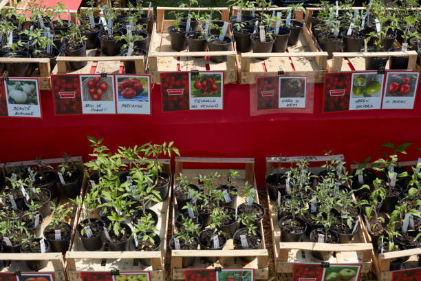 بذر و نهال عمده | نهال گوجه فرنگی در فروشیاب | خرید و فروش عمده بذر