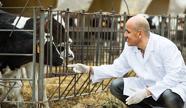 تامین تجهیزات و خدمات دامپروری در فروشیاب | خرید و فروش عمده دام زنده