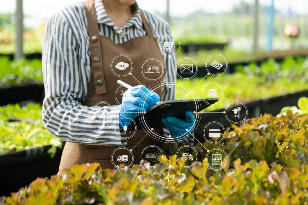 تجارت محصولات غذایی: زن کشاورز در حال کاشت کاهو، نمایانگر فرآیند تولید و فرصتهای عمده فروشی