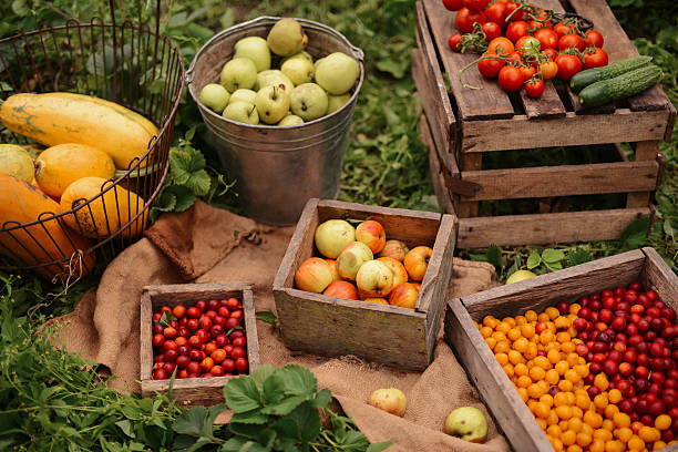 فروشندگان عمده محصولات کشاورزی: زن جوان در مزرعه آماده برای ثبت آگهی در فروشیاب