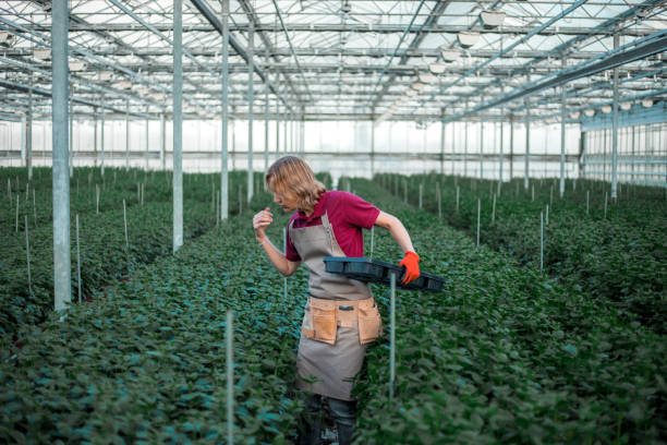 فروش یاب - خرید صیفی جات عمده - صیفی جات گلخانه ای - آگهی عمده فروشی