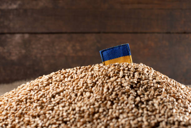 غلات و حبوبات عمده: برداشت گندم و خرید و فروش عمده غلات در فروش یاب، پلتفرم آگهی تجاری