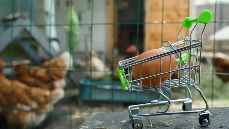 فروش‌یاب: خرید و فروش عمده دامپروری - تخم مرغ در سبد خرید، آگهی تجاری