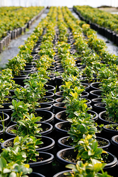 بذر و نهال کشاورزی عمده: خرید و فروش عمده در فروش یاب، آگهی تجاری