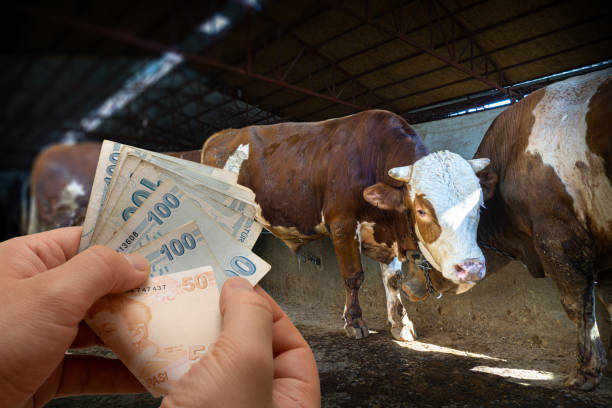 خرید دام مستقیم از فروش یاب، آگهی عمده فروشی، قیمت تولیدکننده دام