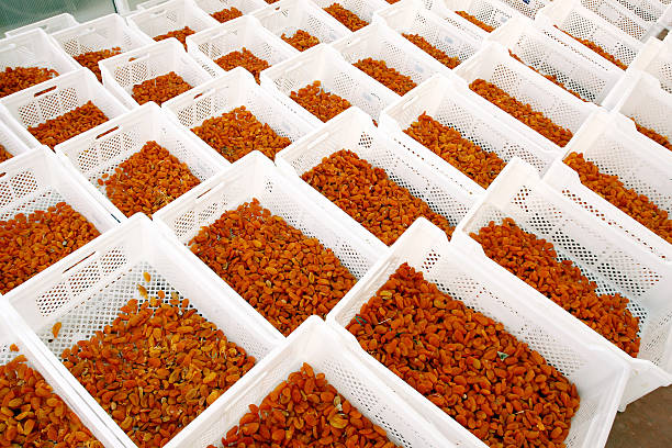 خرید و فروش عمده خشکبار (پسته، بادام، کشمش) | قیمت رقابتی در فروش‌یاب - زردآلو در حال خشک شدن زیر آفتاب، نمادی از فرآوری خشکبار برای فروش عمده و آگهی تجاری