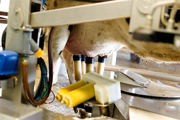 دامپروری و مواد پروتئینی عمده | فروش‌یاب - فروش عمده محصولات پروتئینی - بازار عمده فروشان