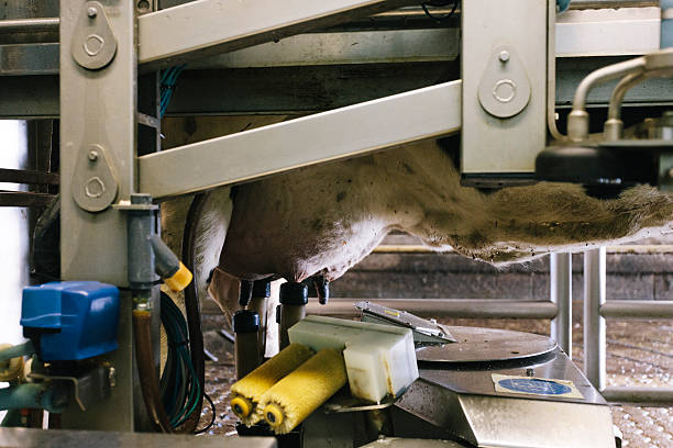 دامپروری: خوراک دام و طیور، تجهیزات و نهاده‌ها - فروش یاب، خرید و فروش عمده، آگهی تجاری