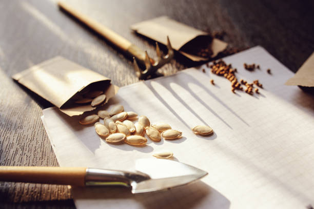 خرید و فروش عمده انواع بذر و نهال اصلاح شده در فروش‌یاب - بذر اصلاح شده، خرید عمده بذر، آگهی تجاری