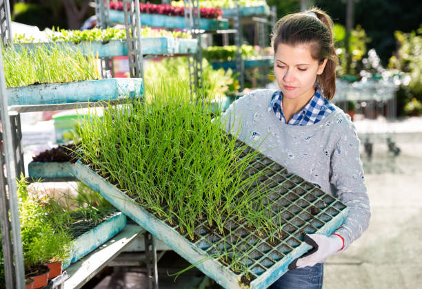 بذر عمده، فروش یاب، خرید و فروش عمده بذر و نهال، آگهی تجاری