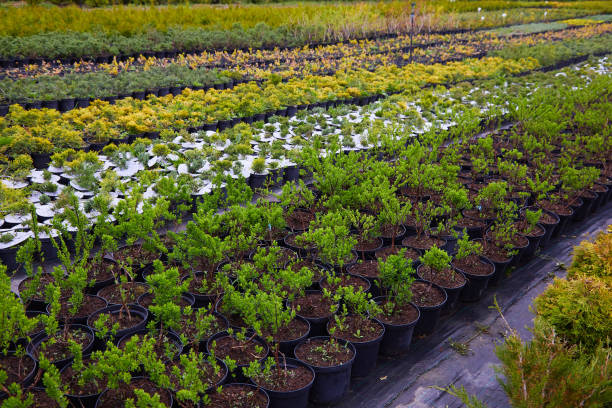 فروش عمده نهال در بازار بذر و نهال فروش‌یاب، آگهی تجاری