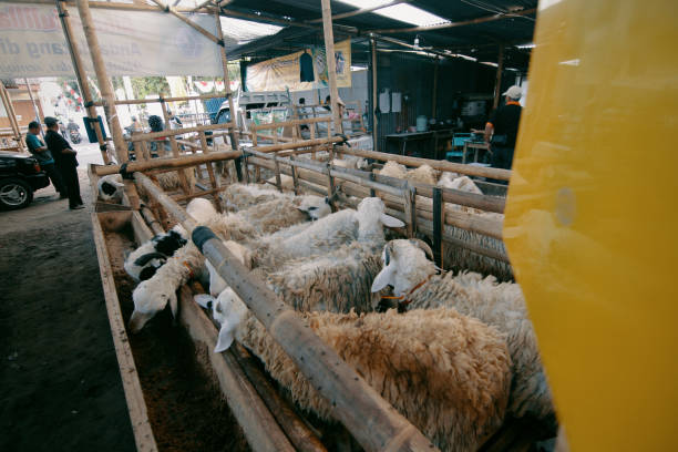 فروش‌یاب: بازار عمده فروشی دام زنده برای قربانی، خرید و فروش عمده