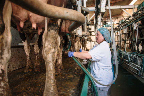 دامپروری: خوراک دام و طیور، تجهیزات و نهاده‌ها - فروش یاب، خرید و فروش عمده، آگهی تجاری