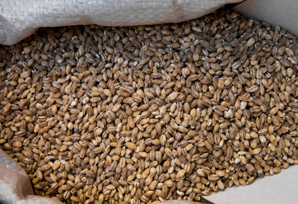 آگهی تخصصی غلات و حبوبات عمده با قیمت تولیدی در فروشیاب - خرید و فروش عمده گندم