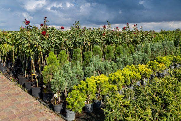 تامین بذر برای کشاورزان و خرید عمده بذر کشاورزی از فروش یاب