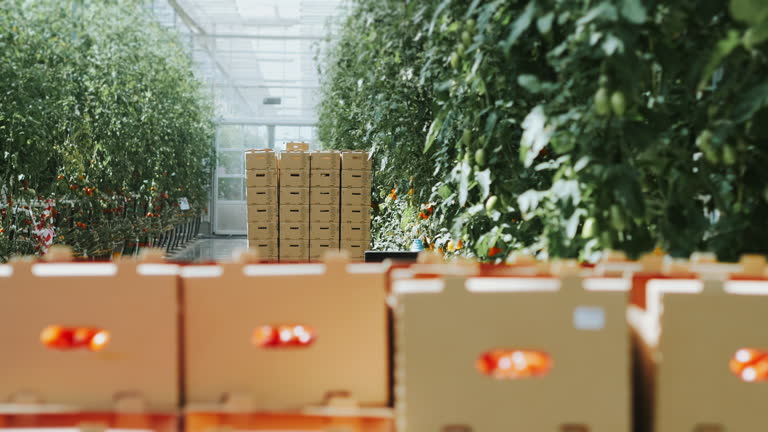 فروش صیفیجات عمده در فروشیاب، خرید مستقیم از فروشنده، آگهی تجاری