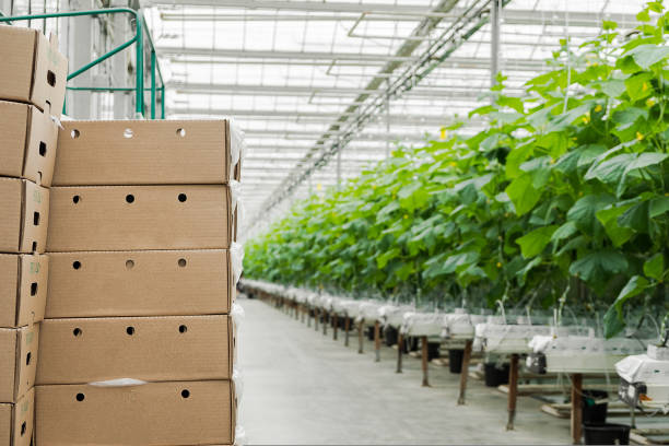 کشاورزی عمده و تازگی محصول در فروش یاب، خرید و فروش عمده و آگهی تجاری