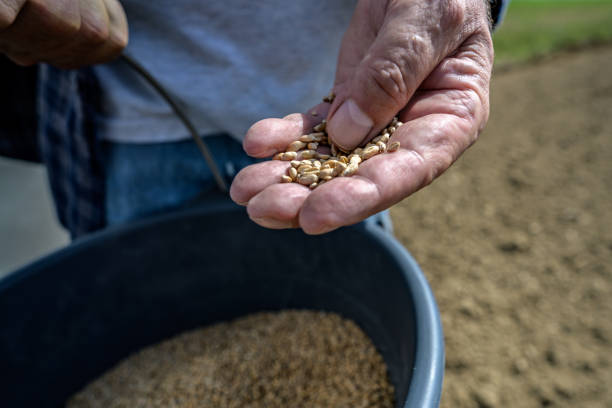 خرید عمده بذر و نهال: دسترسی به تولیدکنندگان بذر و فروشندگان عمده در فروشیاب