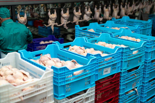 تامین محصولات دامی | فروشیاب، خرید و فروش عمده، آگهی تجاری، صنعت مرغداری