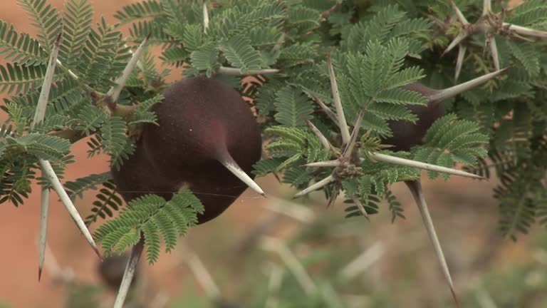فرصت استثنایی برای خریداران عمده و صادرکنندگان! پسته کله‌قوچی اعلا، تازه و با کیفیت تضمینی، مستقیم از باغات رفسنجان فروش یاب، خرید و فروش عمده، آگهی تجاری