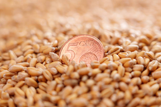 قیمت عمده غلات در فروش یاب: خرید و فروش عمده با قیمت رقابتی و ثبت آگهی