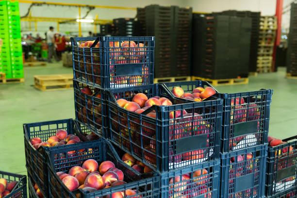 فروش مستقیم میوه، صیفی‌جات و خشکبار به صورت عمده در فروش‌یاب - حذف واسطه - قیمت عمده