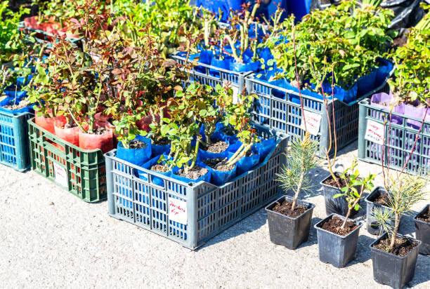 بذر و نهال کشاورزی عمده: تامین کنندگان کشاورزی در فروش یاب، آگهی تجاری