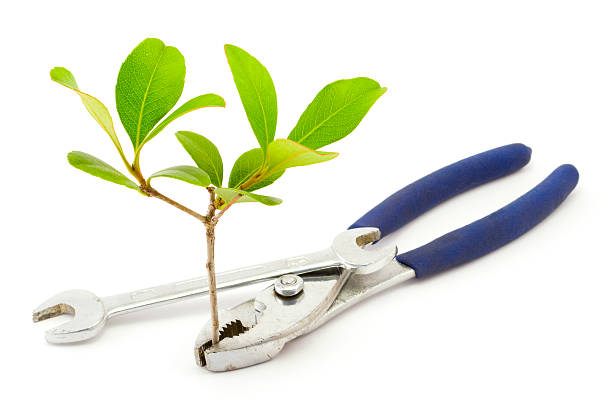 خرید و فروش عمده انواع بذر و نهال اصلاح شده در فروش‌یاب - تامین بذر و نهال، فروش یاب، آگهی تجاری