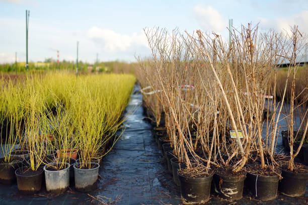 نهال عمده، فروش یاب، خرید و فروش عمده بذر و نهال، آگهی تجاری