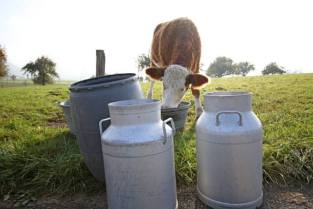 فروش‌یاب: قیمت رقابتی لبنیات در بازار عمده فروشان برای خرید و فروش عمده