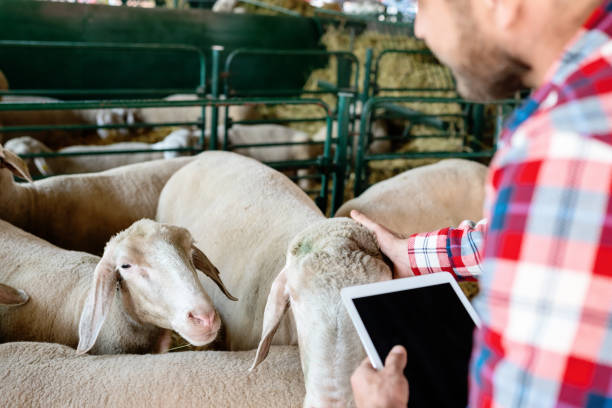 فروش‌یاب: دامپرور با تبلت هوشمند در حال بررسی گوسفندان، خرید و فروش عمده دام