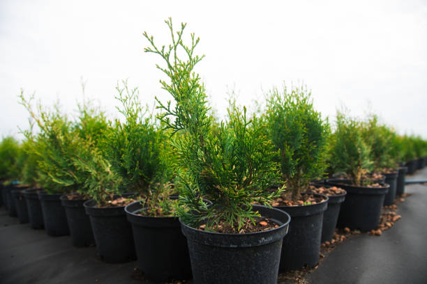 فروش عمده نهال با کیفیت و بذر مرغوب برای کشاورزان و باغداران در فروشیاب