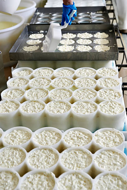 لبنیات عمده و تازه | فرآیند تولید پنیر تازه در کارخانه، فرصت خرید مستقیم لبنیات عمده از تولیدکننده در فروش یاب