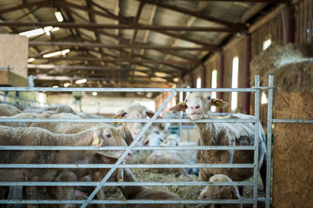 فروش عمده محصولات دامی | خرید مستقیم از فروشنده در فروش یاب | آگهی تجاری