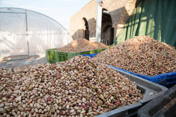 فروش عمده پسته رفسنجان درجه یک در فروش‌یاب، فصل برداشت پسته و خرید و فروش عمده