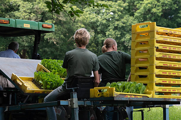 گروهی از کشاورزان جوان در حال کار با بذر و نهال عمده، فروش مستقیم کشاورزی در فروش یاب، آگهی تجاری