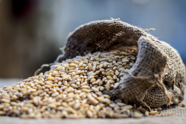 فروش عمده گندم و جو در فروش یاب – آگهی تجاری غلات با قیمت رقابتی، خرید مستقیم