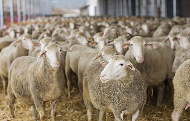 فروش‌یاب: خرید و فروش عمده دام زنده - گله گوسفند، آگهی عمده فروشی