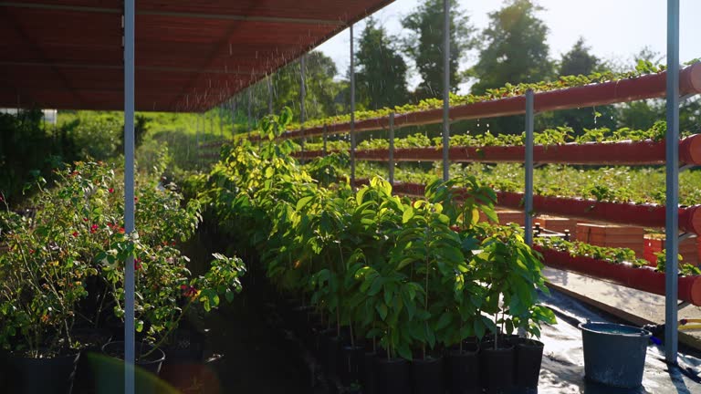 بذر و نهال عمده | فروش یاب، خرید مستقیم، آگهی کشاورزی