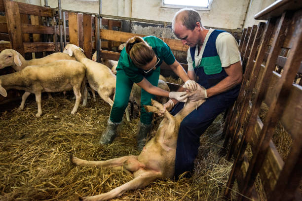 دامپروری و مواد پروتئینی: فروش یاب، خرید و فروش عمده، آگهی تجاری
