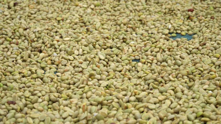 فرصت خرید و فروش عمده پسته اکبری در فروش‌یاب | آگهی تجاری