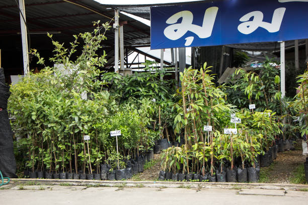 فروش عمده نهال و بذر با کیفیت از تولیدکنندگان برتر در فروشیاب