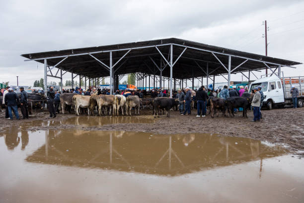 بازار دامپروری و خرید و فروش عمده حیوانات در فروشیاب - فروش یاب، خرید و فروش عمده، دامپروری