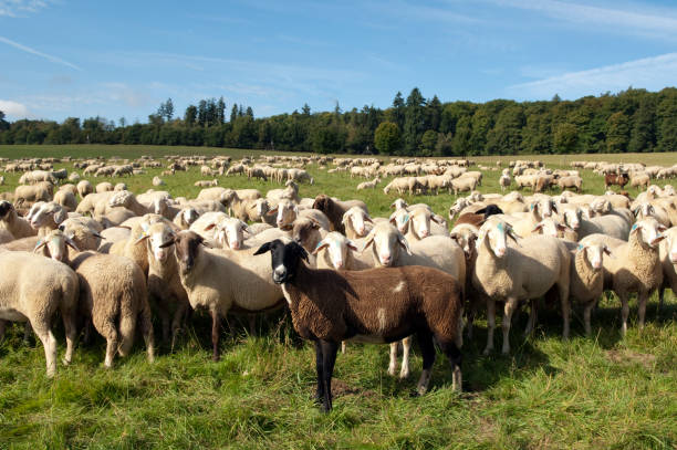 دامپروری: خوراک دام و طیور، تجهیزات و نهاده‌ها - فروش یاب، خرید و فروش عمده، آگهی تجاری