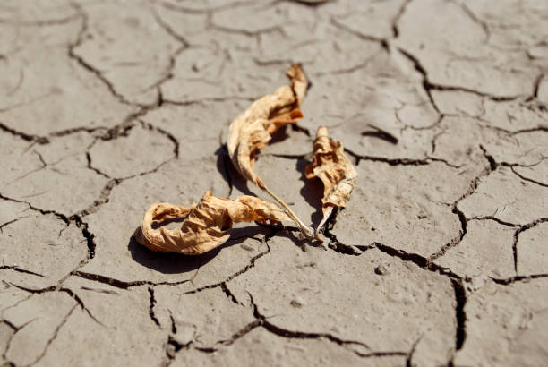 خرید خشکبار از باغدار با قیمت رقابتی، فروش یاب، آگهی عمده فروشی، خشکبار بدون واسطه