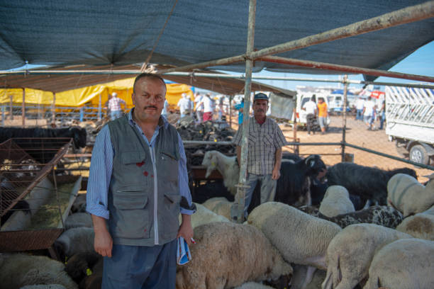 گوسفند زنده برای قربانی، آگهی خرید و فروش عمده دام زنده در فروش یاب