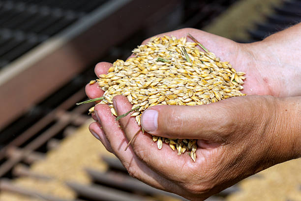 غلات و حبوبات عمده: فروش عمده محصولات کشاورزی در فروش یاب، آگهی تجاری