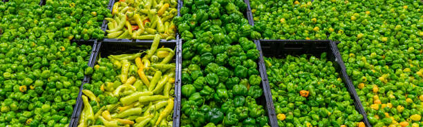 فروش عمده خشکبار، میوه و صیفی‌جات تازه در فروش‌یاب - صیفی‌جات عمده تازه و قیمت رقابتی