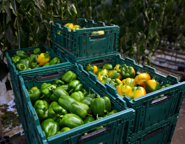 قیمت رقابتی محصولات کشاورزی و غذایی عمده در فروش‌یاب | فروش عمده مواد غذایی، آگهی تجاری، فروش یاب